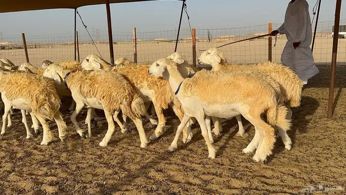 رخال حرية حرش 31 8