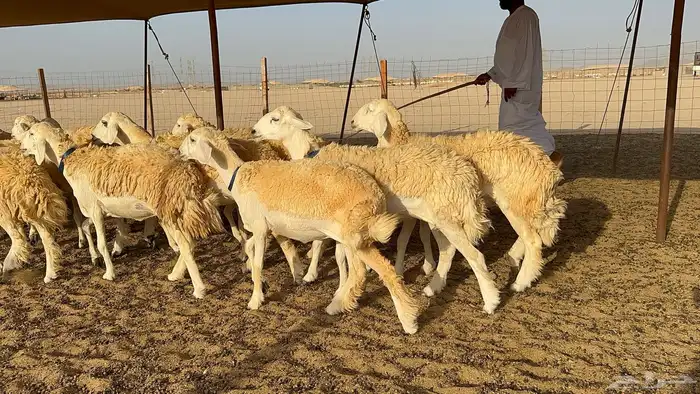 رخال حرية حرش 31 9