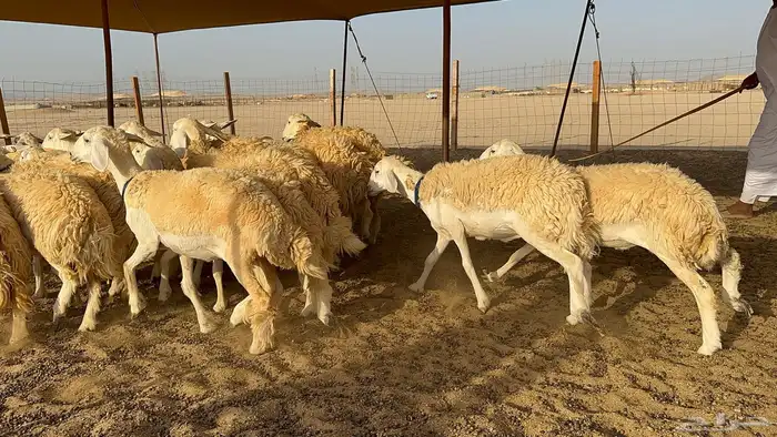 رخال حرية حرش 31 5