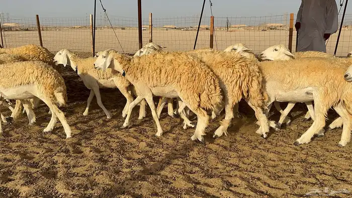 رخال حرية حرش 31 6