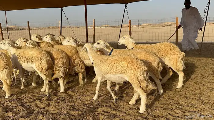 رخال حرية حرش 31 1