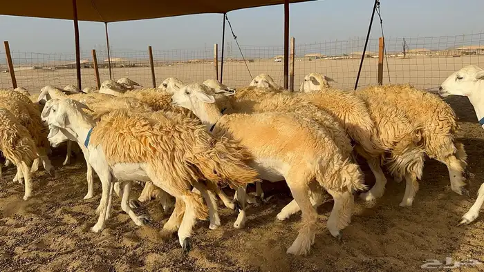 رخال حرية حرش 31 4