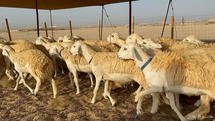 رخال حرية حرش 31 3