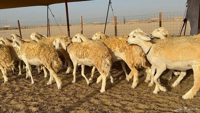 رخال حرية حرش 31 7