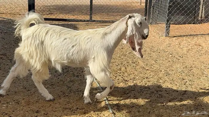 معزا جذعه وثنيه مطورات 2