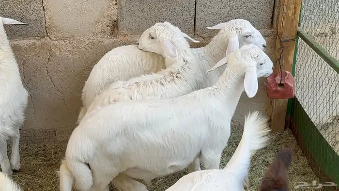 هرافا حريات 0