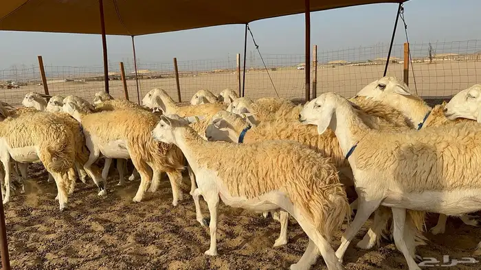 رخال حرية حرش 31 2