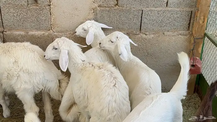 هرافا حريات 3