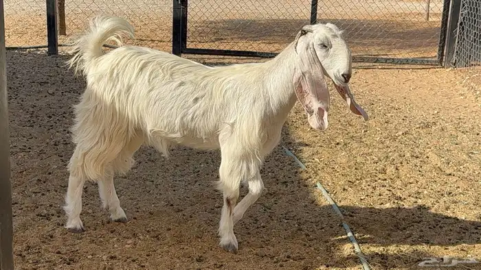 معزا جذعه وثنيه مطورات 0