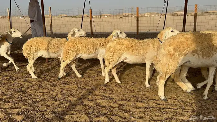 رخال حرية حرش 31 10