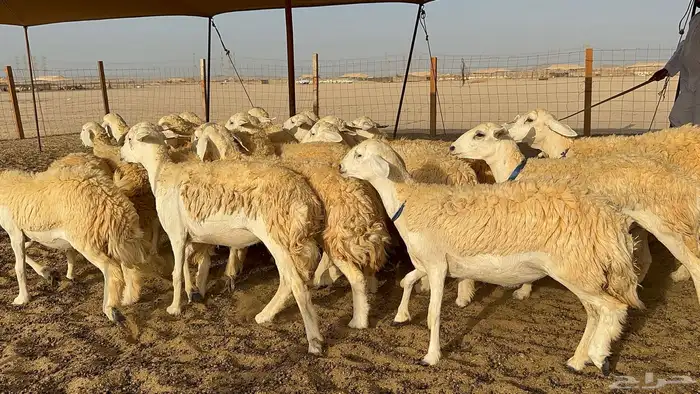 رخال حرية حرش 31 0