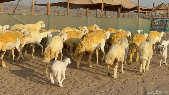 غنم حريات خلفات حرش صنف عددها 33 معاها 33 والفحل 18