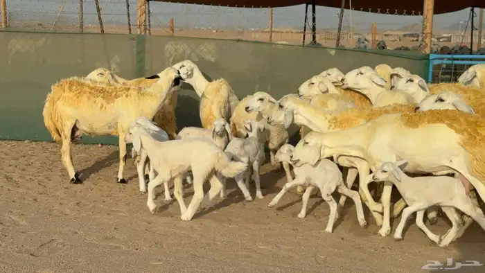 غنم حريات خلفات حرش صنف عددها 33 معاها 33 والفحل 7