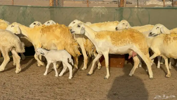 غنم حريات خلفات حرش صنف عددها 33 معاها 33 والفحل 0