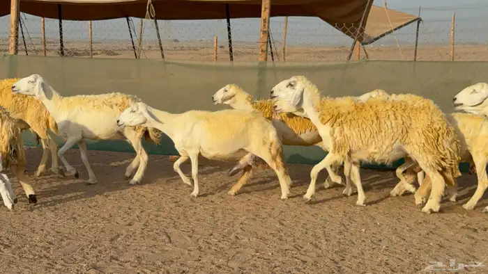 غنم حريات خلفات حرش صنف عددها 33 معاها 33 والفحل 20