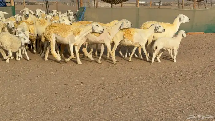 غنم حريات خلفات حرش صنف عددها 33 معاها 33 والفحل 3
