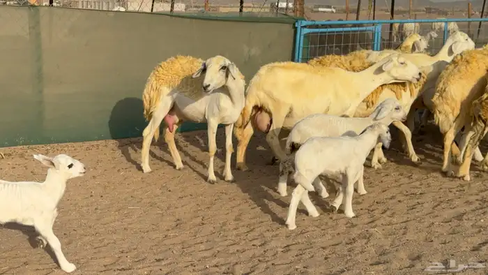 غنم حريات خلفات حرش صنف عددها 33 معاها 33 والفحل 2