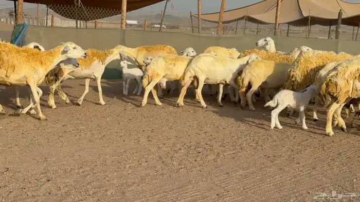 غنم حريات خلفات حرش صنف عددها 33 معاها 33 والفحل 4