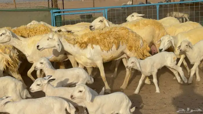 غنم حريات خلفات حرش صنف عددها 33 معاها 33 والفحل 5