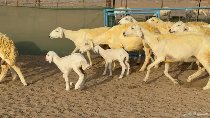 غنم حريات خلفات حرش صنف عددها 33 معاها 33 والفحل 21