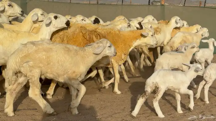 غنم حريات خلفات حرش صنف عددها 33 معاها 33 والفحل 6