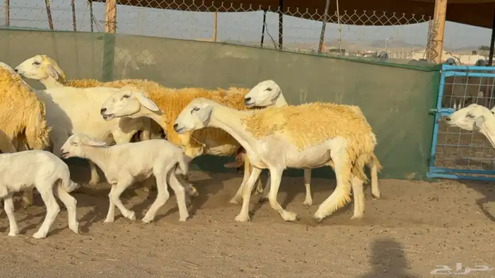 غنم حريات خلفات حرش صنف عددها 33 معاها 33 والفحل 8