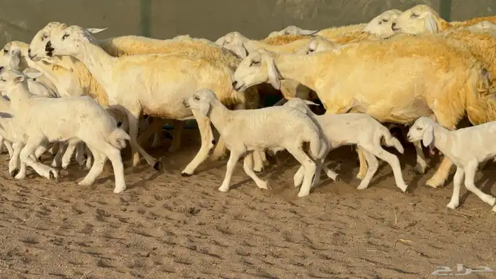 غنم حريات خلفات حرش صنف عددها 33 معاها 33 والفحل 10
