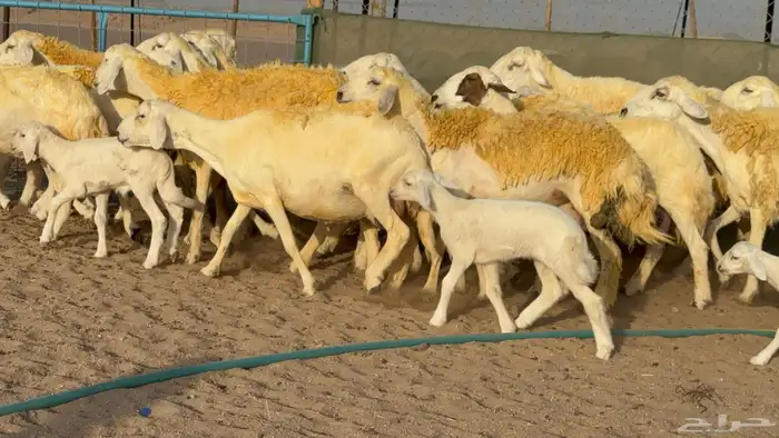 غنم حريات خلفات حرش صنف عددها 33 معاها 33 والفحل 13