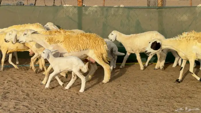 غنم حريات خلفات حرش صنف عددها 33 معاها 33 والفحل 19