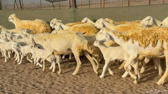 غنم حريات خلفات حرش صنف عددها 33 معاها 33 والفحل 9