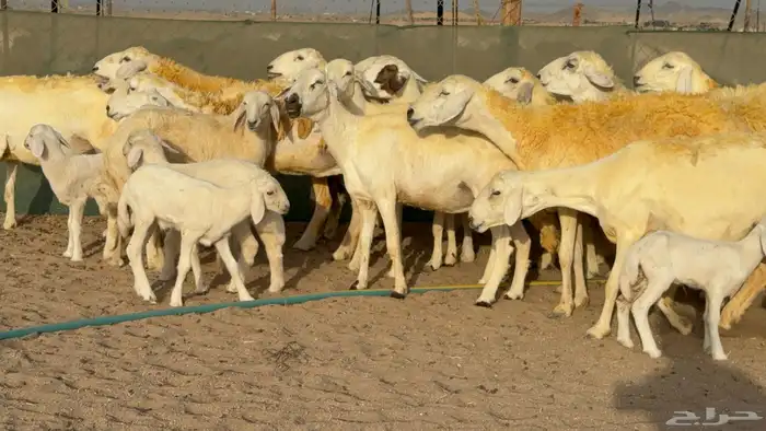 غنم حريات خلفات حرش صنف عددها 33 معاها 33 والفحل 12