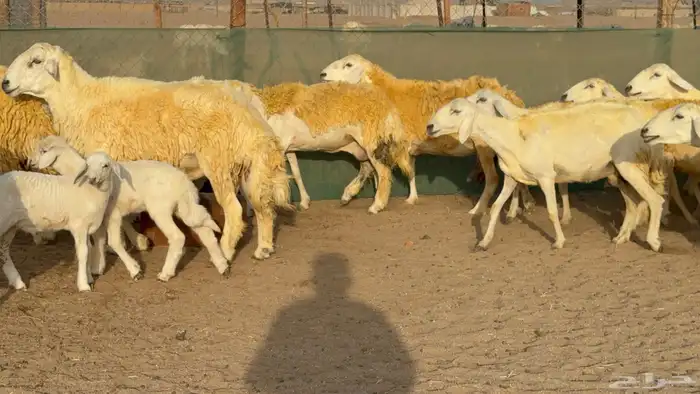 غنم حريات خلفات حرش صنف عددها 33 معاها 33 والفحل 16