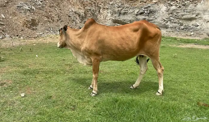 بقره بلدي 0
