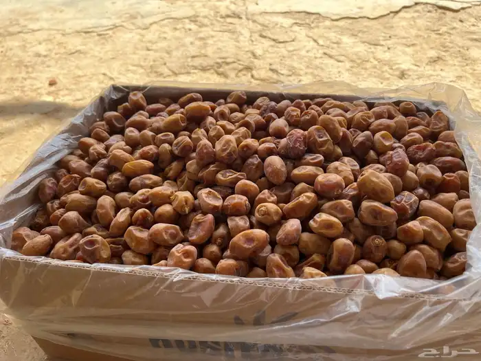 تمر خلاص اشقر فله 11 طن انتاج 2025 7