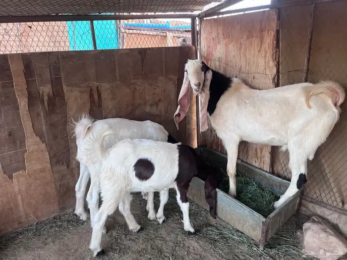 تيس هولندي و إنتاجه 2