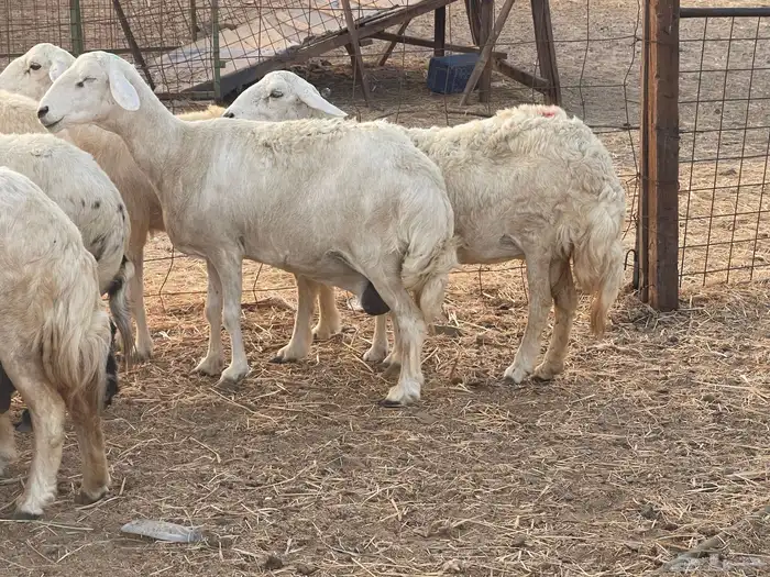 27 غنم حريات دفيع غنم جروم حلووه تبارك الرحمن 11
