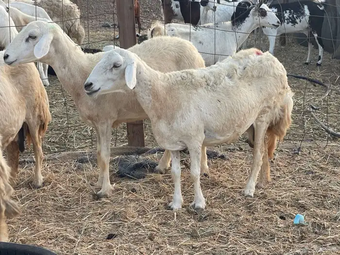 27 غنم حريات دفيع غنم جروم حلووه تبارك الرحمن 4