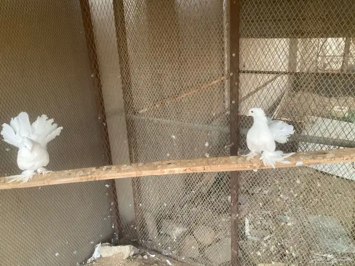جوز حمام رقاص 2