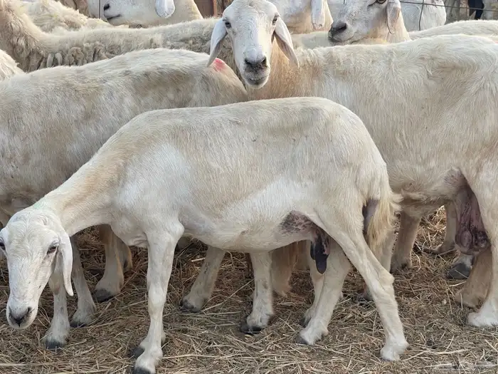 27 غنم حريات دفيع غنم جروم حلووه تبارك الرحمن 5