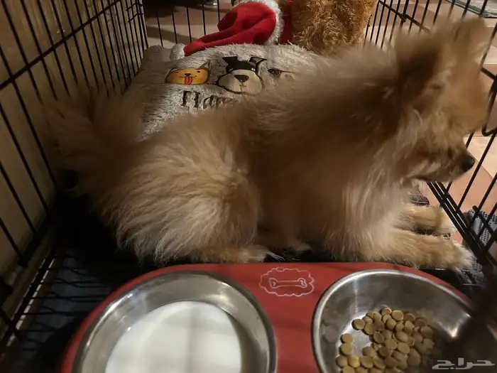 كلب بومرينيان 5