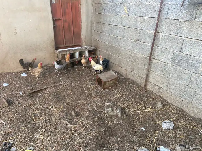 دجاج بلدي 3