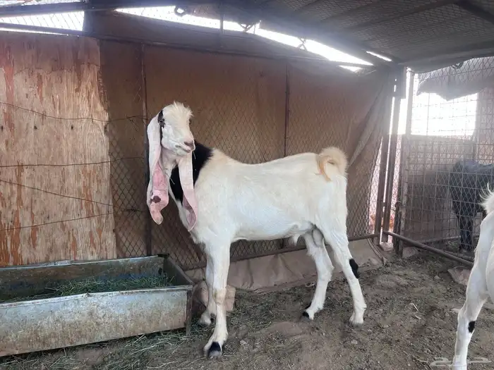 تيس هولندي و إنتاجه 3