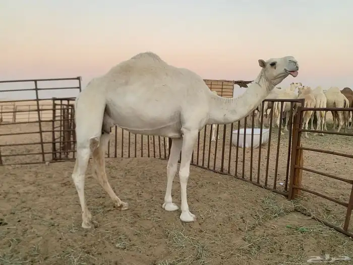 ناقه عشرا ام ثالث باتلية للبيع 1