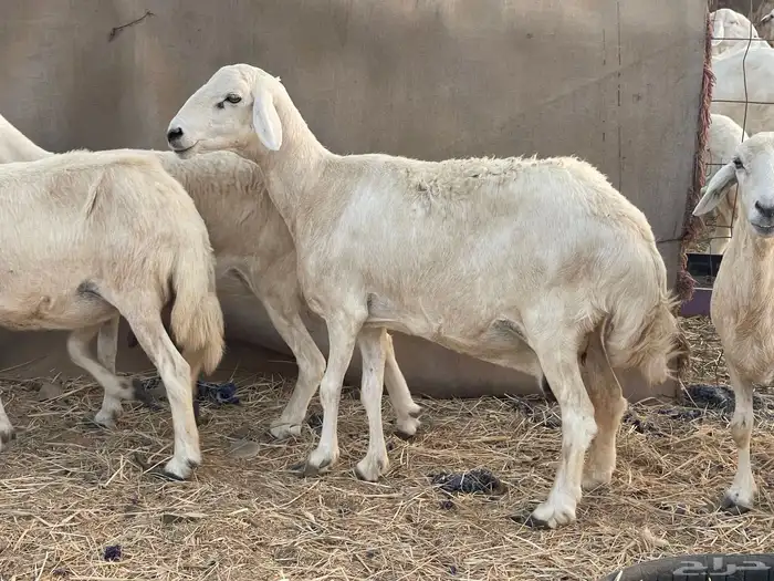 27 غنم حريات دفيع غنم جروم حلووه تبارك الرحمن 6