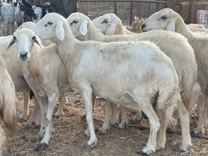 27 غنم حريات دفيع غنم جروم حلووه تبارك الرحمن 3