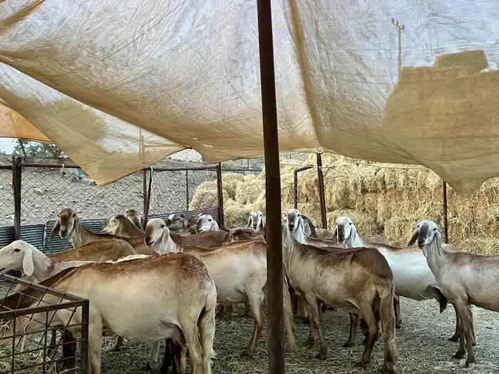 غنم سواكن درمانيات اصائل 11