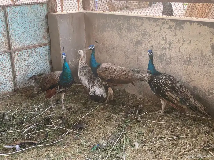 للبيع طاوس هندي وبلاك شولدر 8