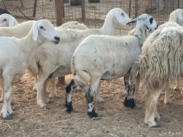 27 غنم حريات دفيع غنم جروم حلووه تبارك الرحمن 13