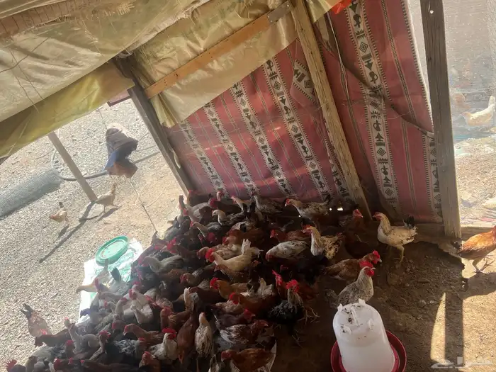 ديكه للبيع 1