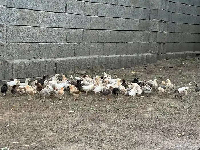 صوص 1
